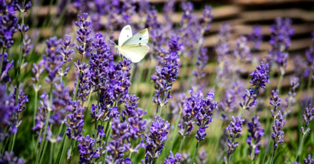 Field of lavender with white butterfly