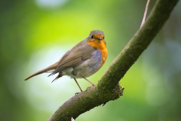 Robin red breast (bird sitting on a tree branch